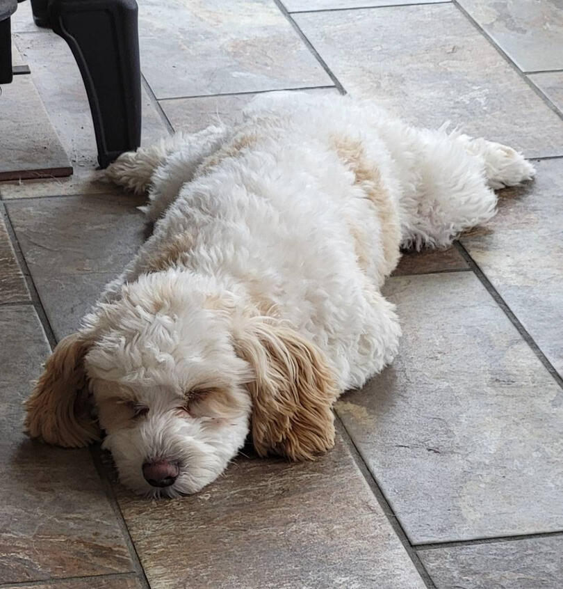 Ollie, also known as Oliver Twist